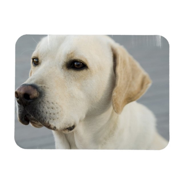 Yellow Lab Flexible Magnet (Horizontal)