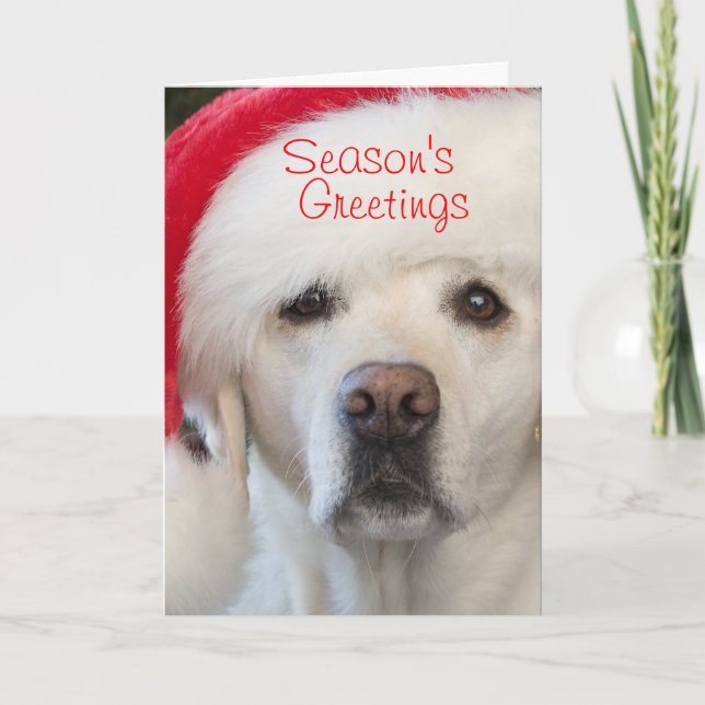 Yellow lab in Santa hat Christmas card (Front)