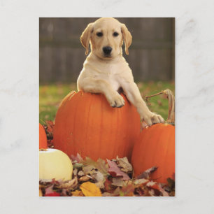 Yellow Lab in the Fall Postcard