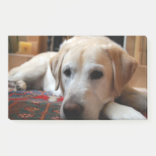 Yellow Lab Laying Post-it Notes