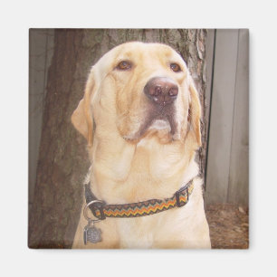 Yellow Lab Magnet