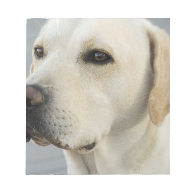 Yellow Lab Notepad (Front)