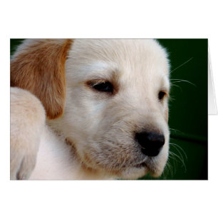 Yellow Lab Puppy
