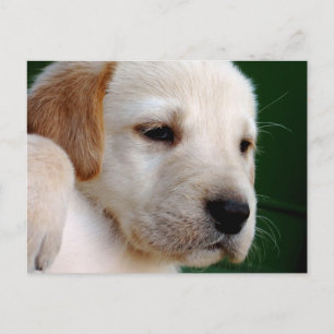 Yellow Lab Puppy Postcard