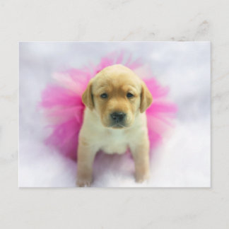 Yellow Lab Puppy Postcard