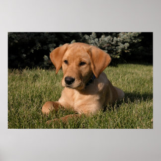 Yellow Lab Puppy Poster