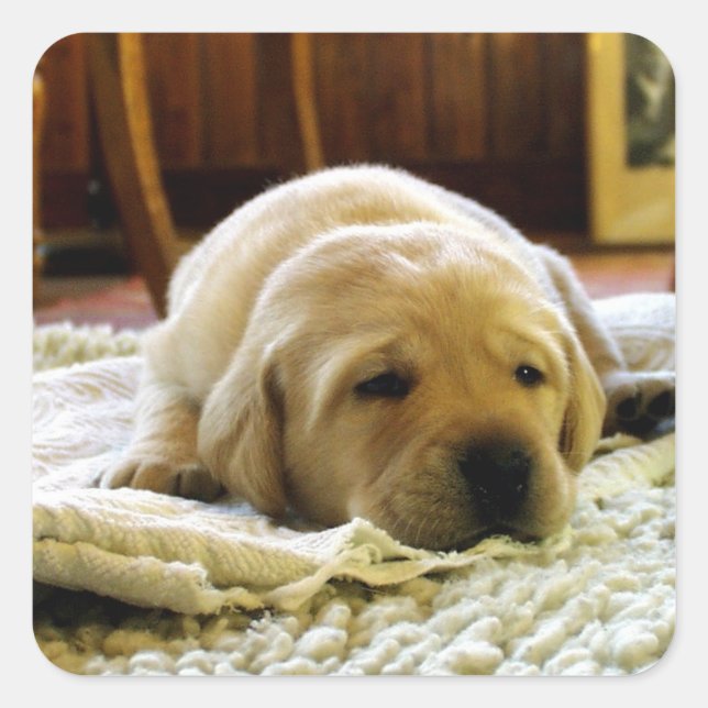 Yellow Lab Puppy Sleeping Square Sticker (Front)