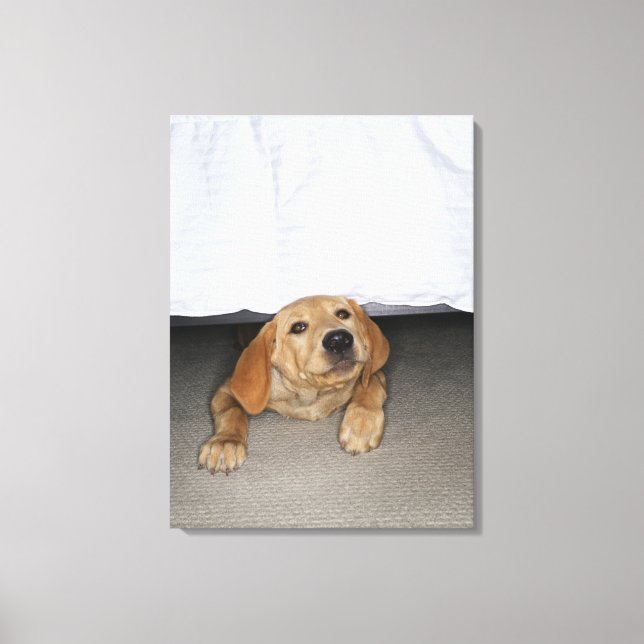 Yellow lab puppy stuck under bed canvas print (Front)