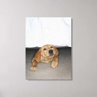 Yellow lab puppy stuck under bed canvas print