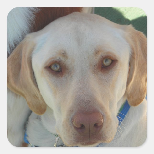 Yellow Lab Second Square Sticker (Front)