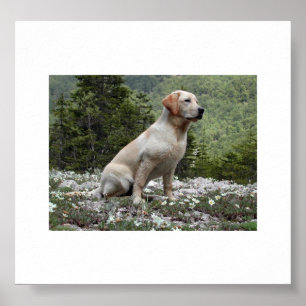 yellow lab sitting.png poster