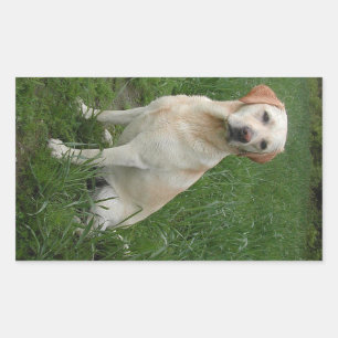 Yellow Lab Sitting Rectangular Sticker