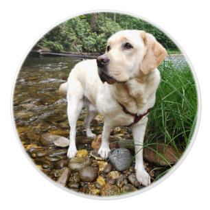 Yellow Lab, Water Dog Playing in a Creek Ceramic Knob
