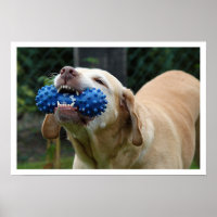 Yellow Lab with Toy