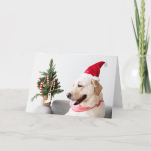 YELLOW LABRADOR AT CHRISTMAS Folded Greeting Card