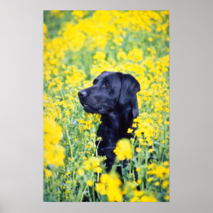 yellow Labrador flowers Poster