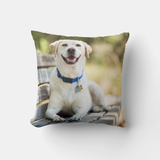 Yellow Labrador Lays On Bench Cushion (Front)