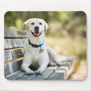 Yellow Labrador Lays On Bench Mouse Pad