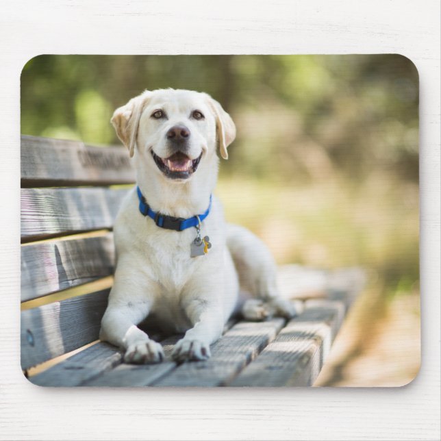 Yellow Labrador Lays On Bench Mouse Pad (Front)