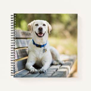 Yellow Labrador Lays On Bench Notebook