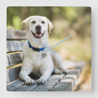 Yellow Labrador Lays On Bench