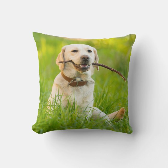 Yellow Labrador Plays Fetch With Stick Cushion (Front)