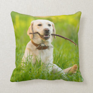 Yellow Labrador Plays Fetch With Stick Cushion