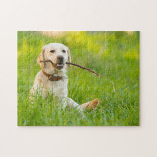 Yellow Labrador Plays Fetch With Stick Jigsaw Puzzle
