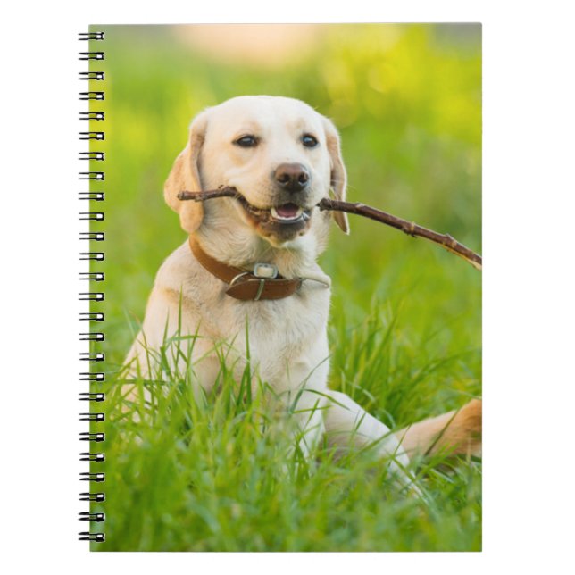 Yellow Labrador Plays Fetch With Stick Notebook (Front)