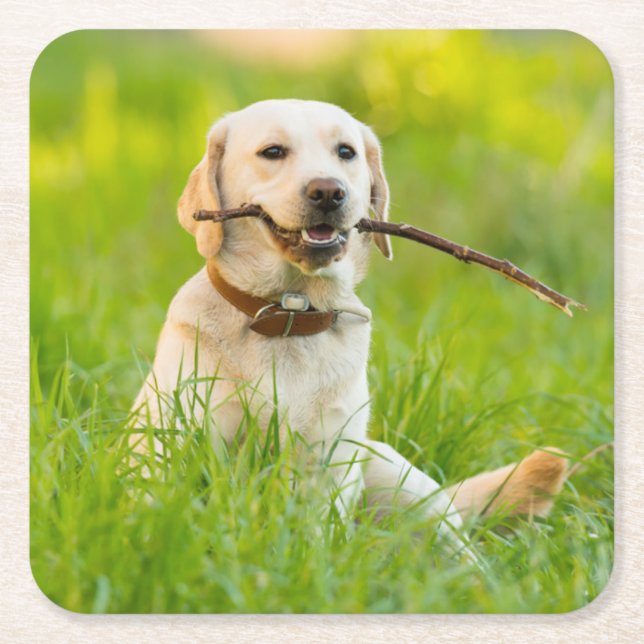 Yellow Labrador Plays Fetch With Stick Square Paper Coaster (Front)