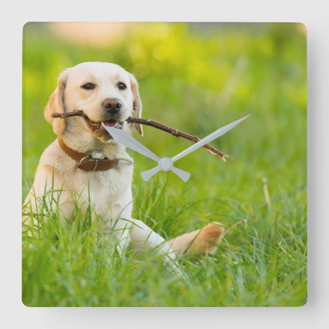 Yellow Labrador Plays Fetch With Stick Square Wall Clock (Front)