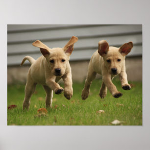 Yellow Labrador Puppies Running Poster
