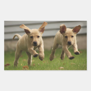 Yellow Labrador Puppies Running Rectangular Sticker