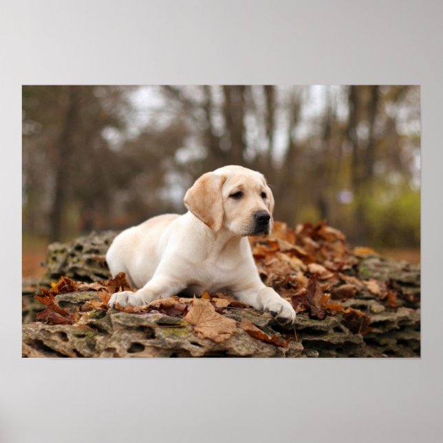 Yellow Labrador Puppy In Autumn Poster (Front)
