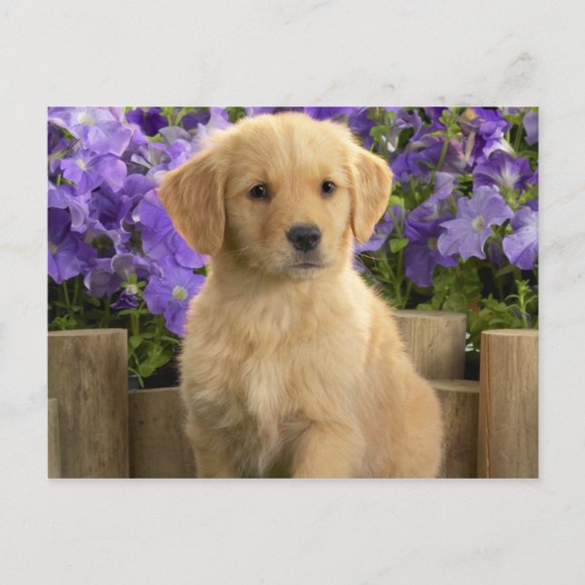 Yellow Labrador Puppy Postcard (Front)