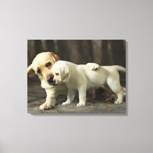 Yellow Labrador Retriever Canvas Print (Front)