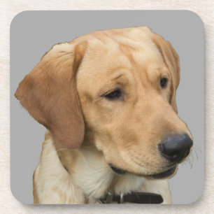 Yellow Labrador Retriever Coaster