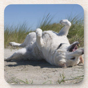 Yellow Labrador Retriever Coaster
