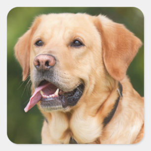 Yellow Labrador Retriever Dog - Lab Square Sticker