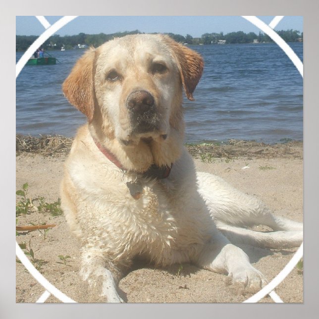 Yellow Labrador Retriever Dog Poster (Front)