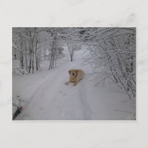 Yellow Labrador Retriever Lying in Fresh Winter Sn Postcard