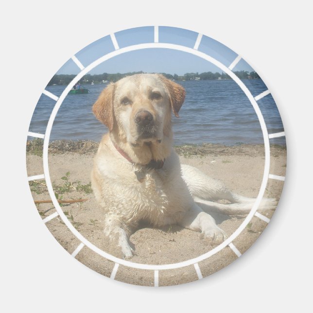 Yellow Labrador Retriever Magnet (Front)