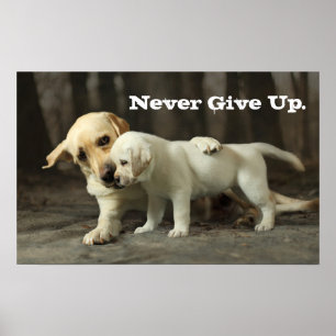 Yellow Labrador Retriever Poster