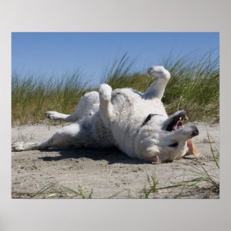 Yellow Labrador Retriever Poster