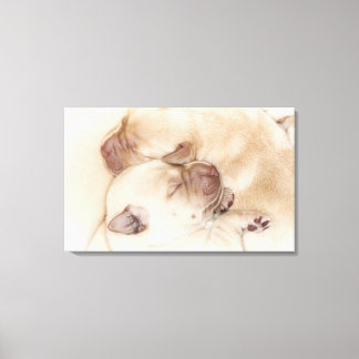Yellow Labrador Retriever puppies, 10 days old Canvas Print