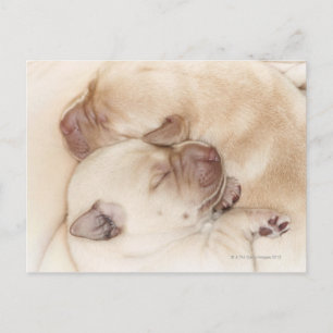 Yellow Labrador Retriever puppies, 10 days old Postcard