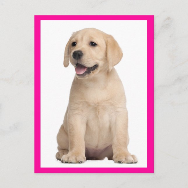 Yellow Labrador Retriever Puppy Dog Postcard (Front)