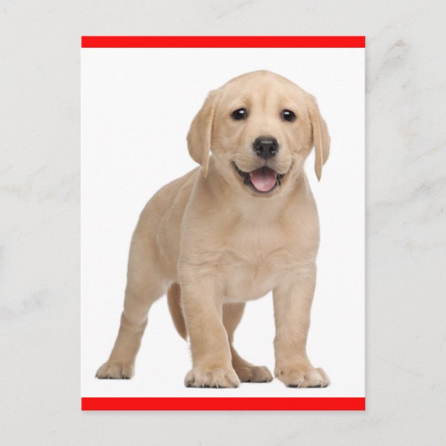 Yellow Labrador Retriever Puppy Dog Postcard (Front)