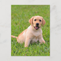 Yellow Labrador Retriever Puppy Dog Postcard