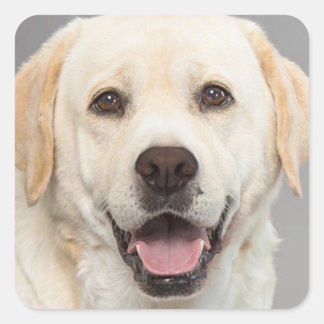 Yellow Labrador Retriever Puppy Dog Sticker (Front)